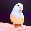 【里親決定】生後8ヶ月のコザクラインコ…