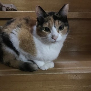 てんてんちゃん推定2歳三毛美人さん