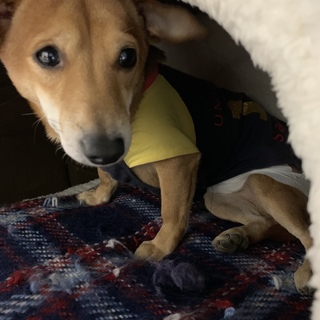 急募！　雑種，成犬，オス，年齢不明，タロウ