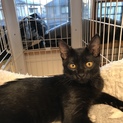 黒猫ガイくん、里親さん決定