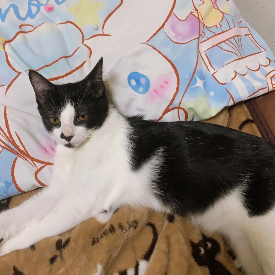 楓のカバー写真