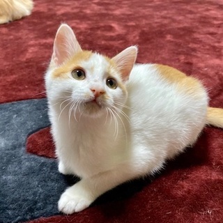 12/14・15阿倍野昭和町猫カフェ譲渡会に参加