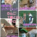 お散歩大好き★りんこちゃん