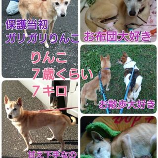お散歩大好き★りんこちゃん