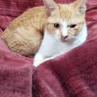 捨て仔猫の里親募集