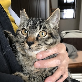 抱っこ大好きもみじちゃん