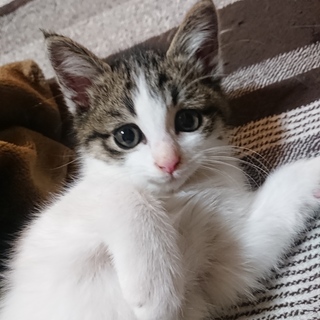 タレ目の甘えん坊❤️たまた