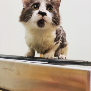 中毛でフワフワです！
