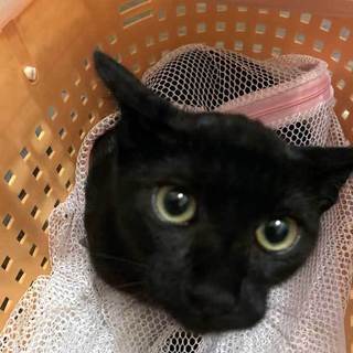 繁殖現場から子猫 33匹 -- 黒猫-ハカ