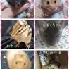 chiro-rino