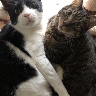 エイズ陽性☆ぬいぐるみのような可愛いむうくん