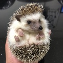 ハリネズミ♀の里親を募集します