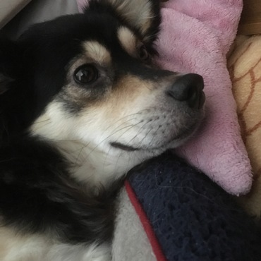 ふかふかベット