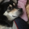 ふかふかベット