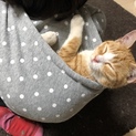 人馴れ抜群メス子猫