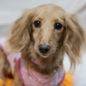 Mダックス 推定7歳 ♀仮名☆小萩（こはぎ）