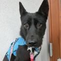 マイペース過ごせる黒い子犬「ハチベイ」