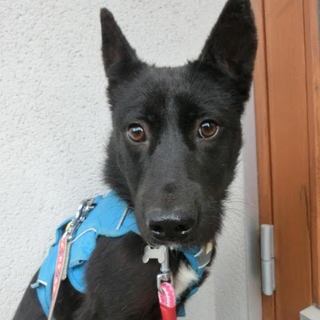 マイペース過ごせる黒い子犬「ハチベイ」