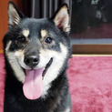黒柴♂推定4歳ご家族さま募集(近畿)