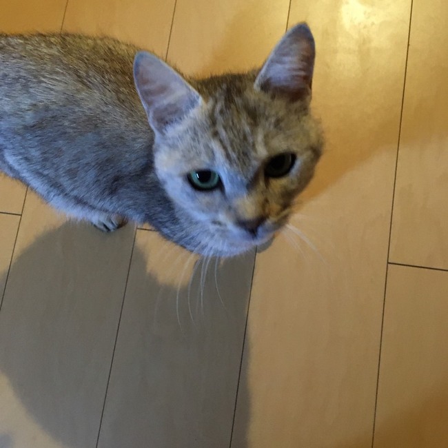 ！！！シマネのネコ！！！のカバー写真