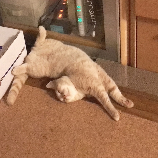 トムとジェリーとその家族のカバー写真