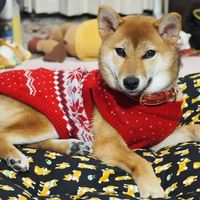 こん
