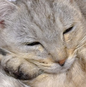 大人しくて甘えん坊な美猫
