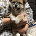 茶色の柴犬雑種　子犬達