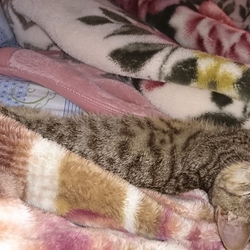 「姫&殿、雅(みやび)お姉ちゃんと同じですよ」サムネイル2