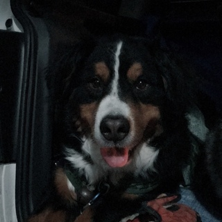 バーニーズマウンテンドッグのワトソンです。