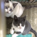 グレー白子猫生後３ヶ月半程度