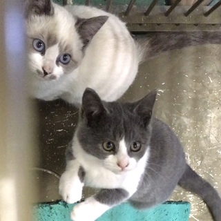 グレー白子猫生後３ヶ月半程度