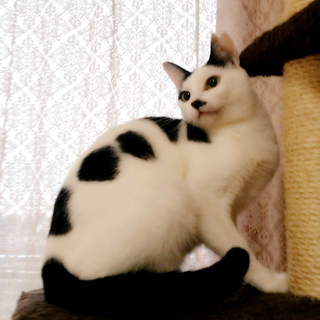 【1/5銀座】気品高く美しい！マリメッコちゃん