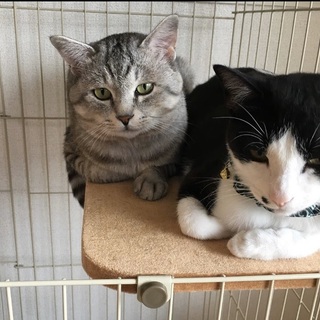 動画あります★抱っこ好きサバトラ＆ハチワレ♂2匹