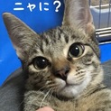 ☆子猫2匹　里親募集☆