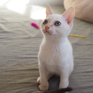 人馴れ抜群ミルクから育てた男の子