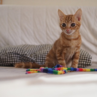 人馴れ抜群ミルクから育てた男の子