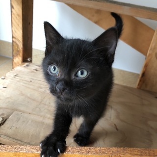 クロネコの仔猫保護しました！！