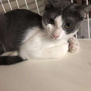 おてんばな女の子びーちゃん☆に家族を