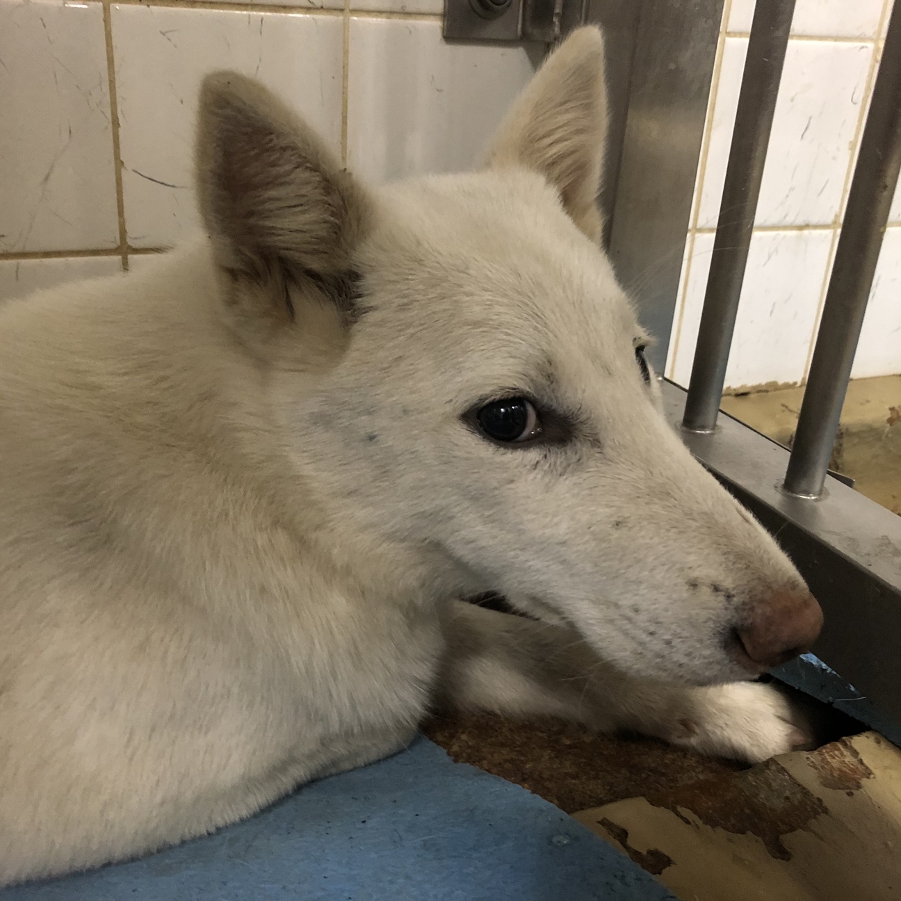 里親決定しました。 サムネイル2