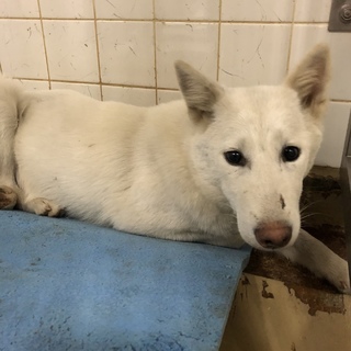 里親決定しました。