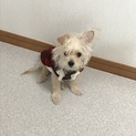 5カ月のヨーチワ