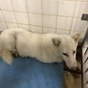 里親決定しました。 サムネイル3