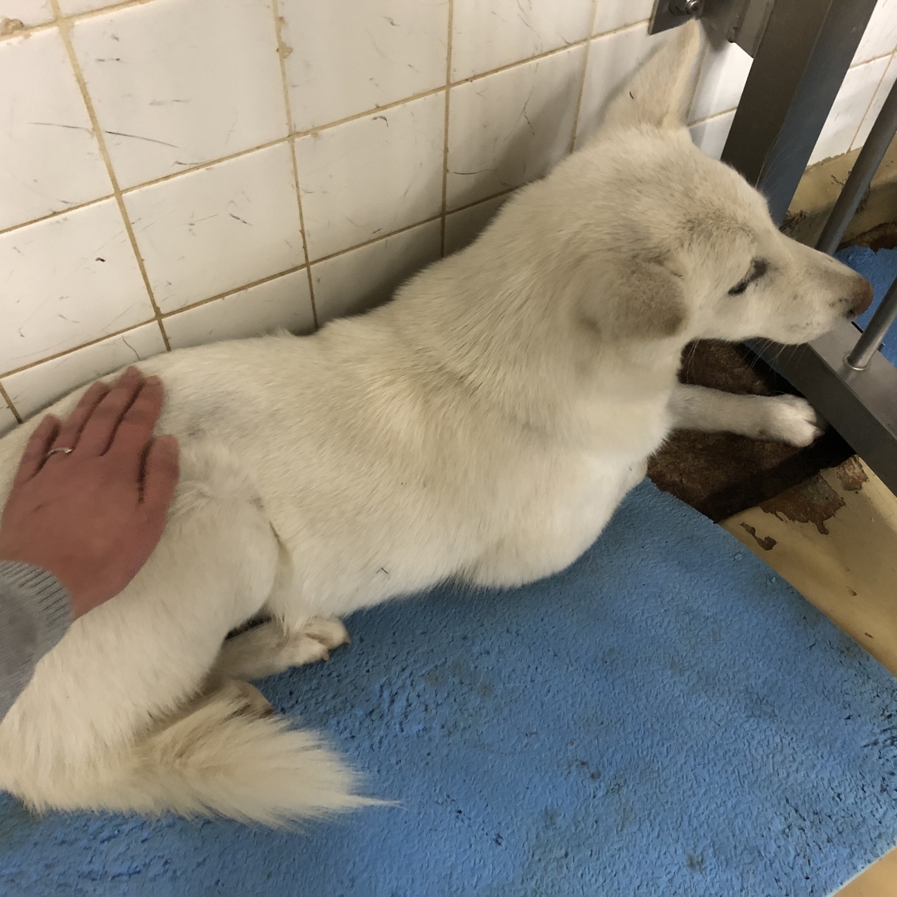 里親決定しました。 サムネイル4