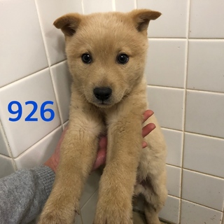 2匹兄妹の子犬ちゃんです。