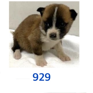 可愛い4匹兄弟の家族を募集してます。