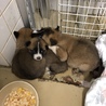 可愛い4匹兄弟の家族を募集してます。 サムネイル7