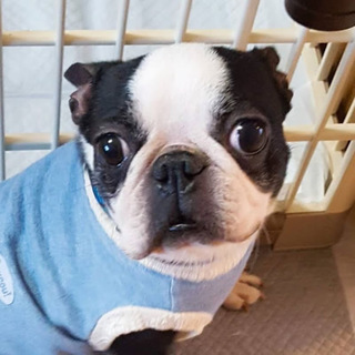 みとよ）人も犬も大好きのワチャワチャ娘