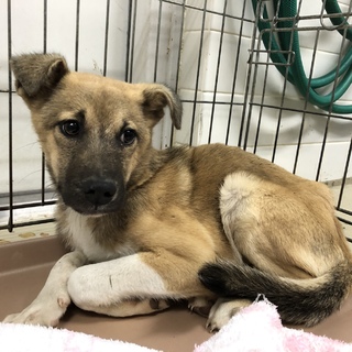 里親決定しました。