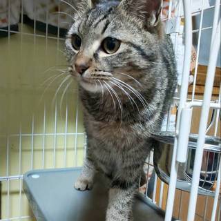 お見合い決定★ふわもこの甘えん坊キジトラちゃん